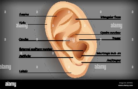 External Ear Anatomy Diagram