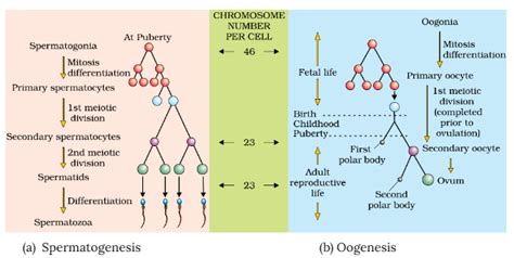 Spermatogenesis And Oogenesis Diagram