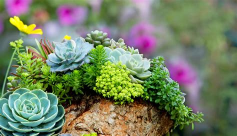 Are Succulents Indoor or Outdoor Plants? | Plantscape LIVE