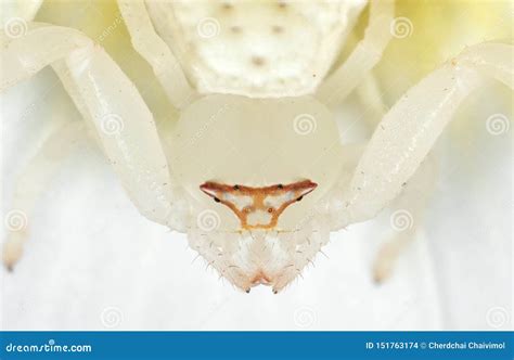 Macro Photo of White Crab Spider Camouflage on Plumeria Flower Stock Photo - Image of beautiful ...