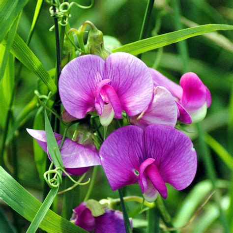 How to plant grow and care sweet peas | Growing sweet peas - Naturebring