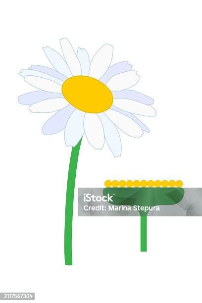 Inflorescence Diagram Stock Illustration - Download Image Now - Biology, Botany, Diagram - iStock