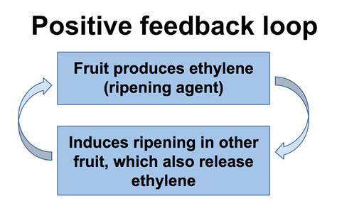 ️Negative And Positive Feedback Worksheet Free Download| Goodimg.co