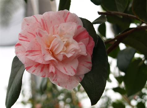 Camellia - Japanese (Camellia japonica)- Monthly Plant Care Calendar