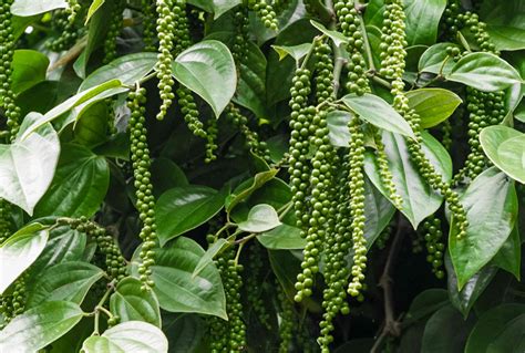 Ceylon Black Pepper in the Kitchen