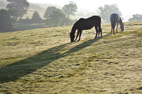 Reseeding and Renovating a Degraded Horse Pasture