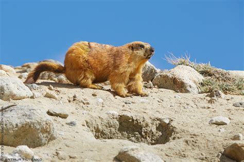 Nature Images by Arthur Tiutenko : Marmota caudata (Long-tailed Marmot)