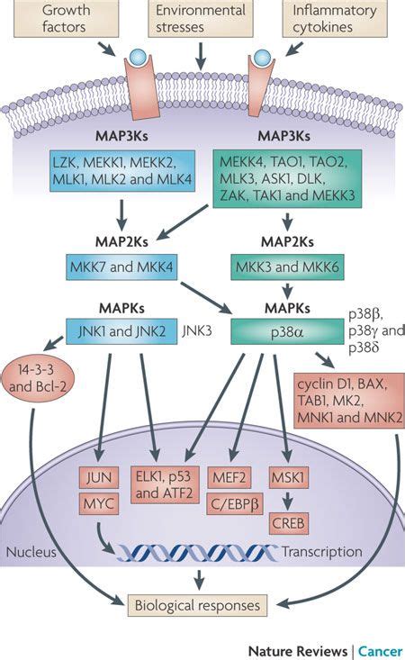 Figure 1 : Signal integration by JNK and p38 MAPK pathways in cancer ...