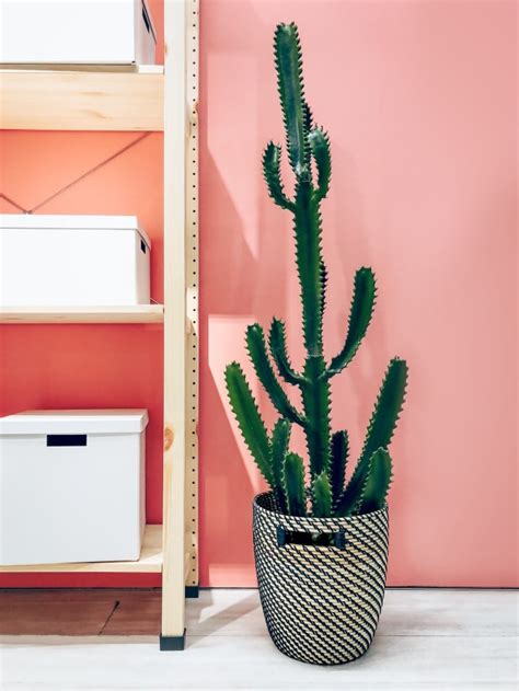 13 Best Cacti: How to Grow Easy and Beneficial Cactus Plants Indoors - Backyard Boss