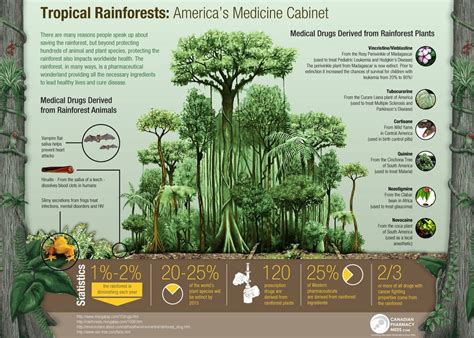 Human Impacts | Rainforest plants, Rainforest biome, Tropical rainforest