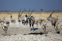 Namibia Safari Tours, 30 Things To Do, Namibia Safari Cost - Africa Tour Operators
