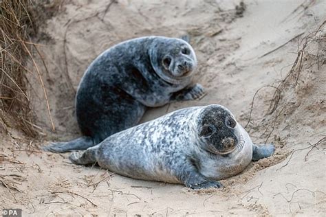 Norfolk's seal pup population hits a record high at almost 4,000 - Big ...