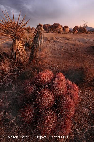 Mojave Desert Cactus - Desert Plants | Desert plants, Mojave desert, Nevada desert