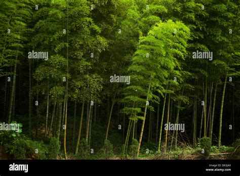 Anji bamboo forest hi-res stock photography and images - Alamy