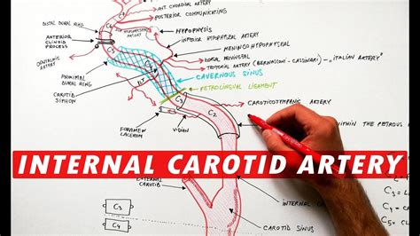 Internal Carotid Artery