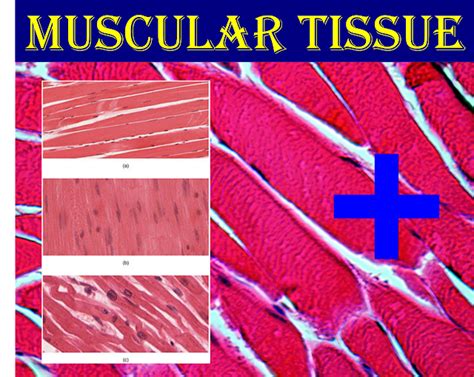 What is Muscular Tissue ? Histology | Anjani Mishra