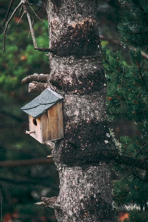 "Wooden Birdhouse Hanging On Tree." by Stocksy Contributor ...