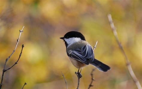 Chickadee Wallpapers - Top Free Chickadee Backgrounds - WallpaperAccess