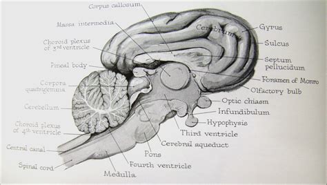 6. Pig Anatomy: Pig Brain Diagram | Quizlet