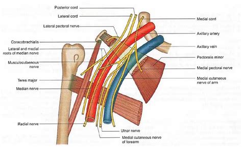 Axillary Vein: Anatomy, Tributaries, Drainage, Clinical Points | Learn ...