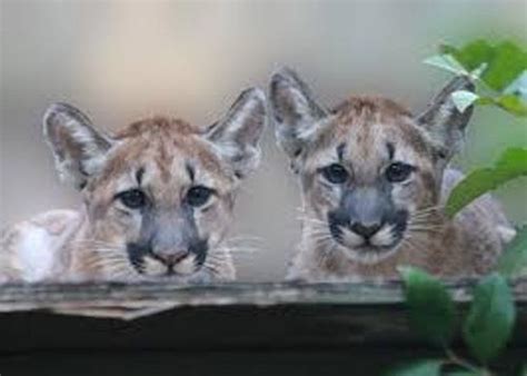 10 Interesting the Florida Panther Facts | My Interesting Facts