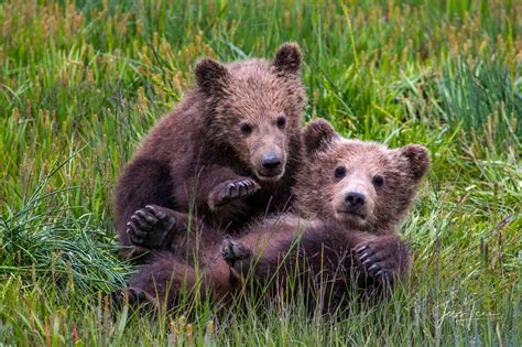 Grizzly Bear Cubs playing Photo | Alaska | USA | Photos by Jess Lee