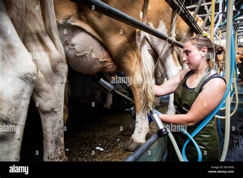 Woman milking cow machine hi-res stock photography and images - Alamy