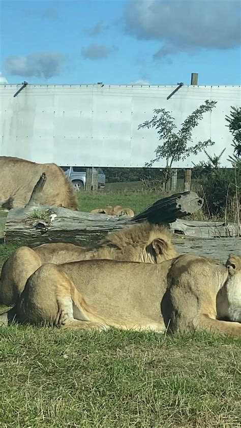 Pin on West Midlands Safari Park Photography and Bideos