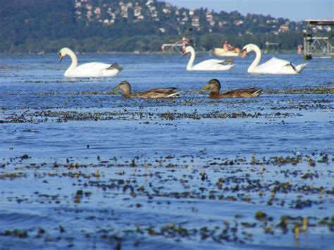 Wild Birds Free Stock Photo - Public Domain Pictures