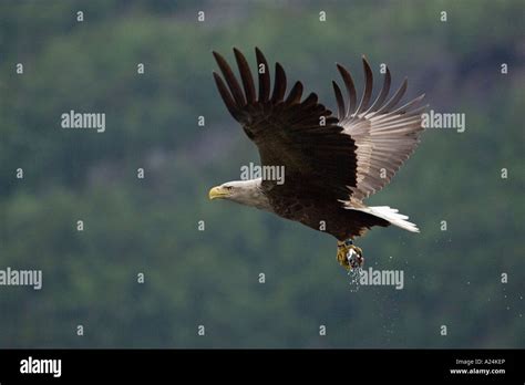 white tailed sea eagle, europe Stock Photo - Alamy