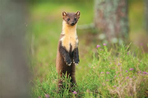 Pine marten guide: how to identify and where to see in Britain - Countryfile.com