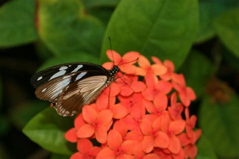 Tucson Botanical Garden | Tucson botanical gardens, Butterfly garden ...