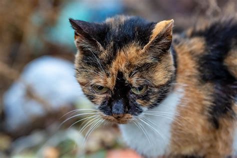 Three-colored cat with green eyes waiting - Creative Commons Bilder