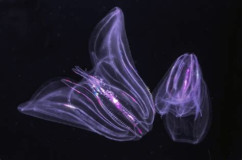 Deeper Dive into the World of NC's Sea Jellies | Coastal Review