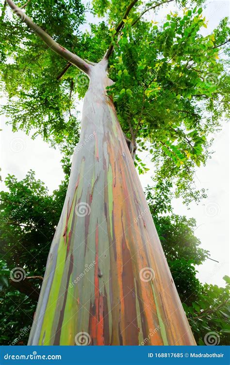 Low Angle View of an Eucalyptus Deglupta Tree Stock Image - Image of deglupta, hawaii: 168817685