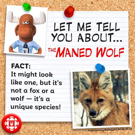 4 fun facts about the maned wolf | Explore | Awesome Activities & Fun ...