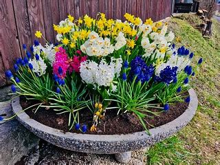 Planter with spring flowers in Kiefersfelden, Bavaria, Ger… | Flickr