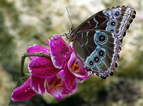 Butterfly conservatory Fairchild Tropical Botanic Garde - PentaxForums.com