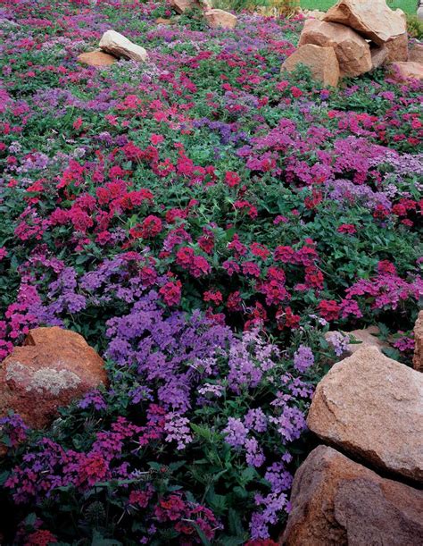 Superbena® Purple - Verbena hybrid | Jardin de rocaille, Jardins, Rocaille