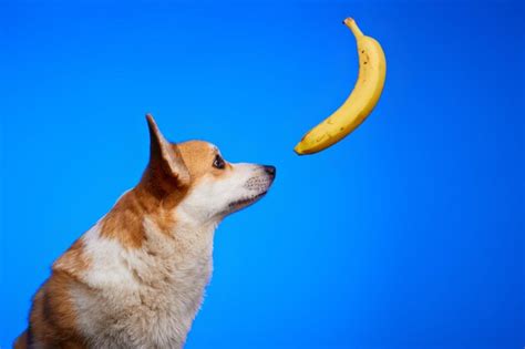 Premium Photo | Cute welsh corgi pembroke dog sniffing a dangling yellow banana against a blue ...