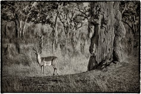 Africa (Zimbabwe) | http://lewisrothmanphotography.com