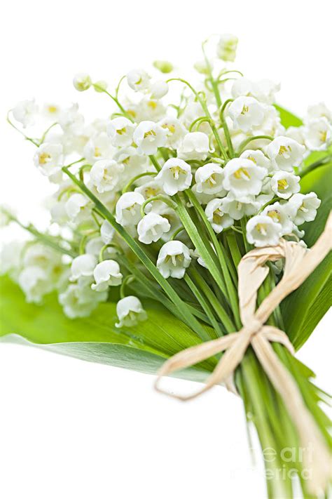 Download 20 + Lily Of The Valley Bouquet