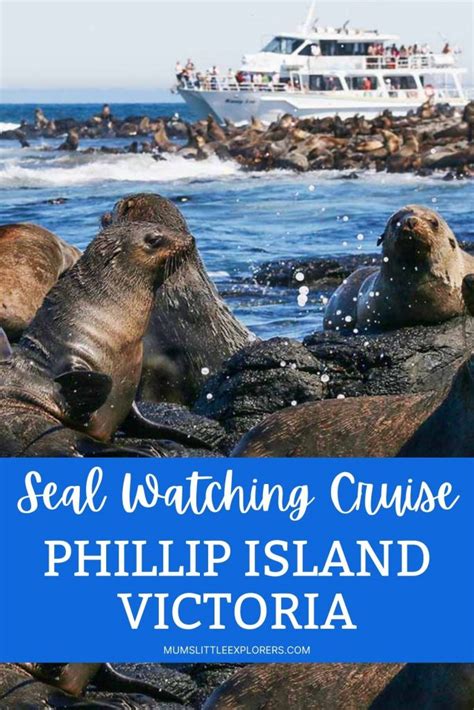 Seal Watching Cruise, Phillip Island Wildlife Cruises - Mum's Little ...