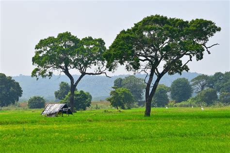 Morning Rural Beauty Sri Lanka Stock Image - Image of asianelephant ...