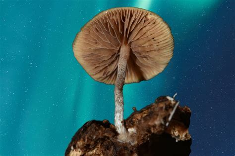 Meet Psilocybe caerulipes—A Forager's Delight | DoubleBlind Mag