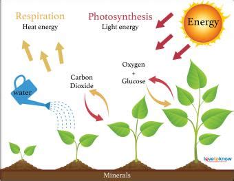 4 Plant Growth Factors That Affect All Plants | LoveToKnow