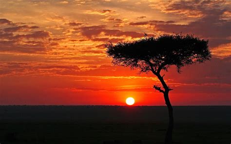 Africa Lion Sunset Wallpapers - 4k, HD Africa Lion Sunset Backgrounds ...