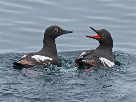 Volunteer Training for Pigeon Guillemot Survey in South Sound – Black Hills Audubon Society