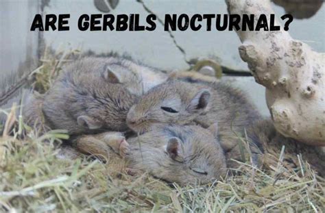 Are gerbils nocturnal? The gerbil sleeping habits