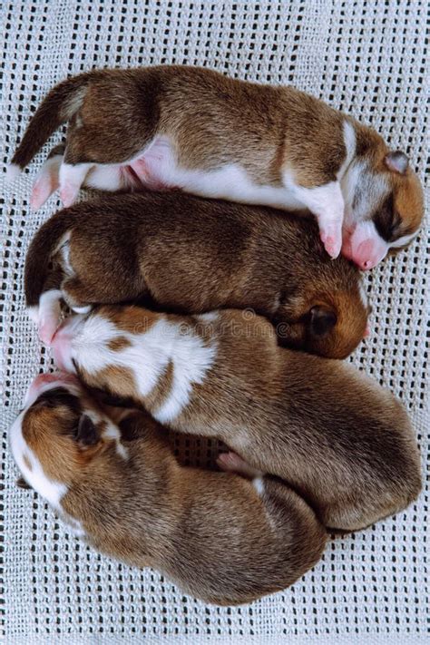 View from Above. Four Newly Born Welsh Corgi Puppies are Sleeping ...